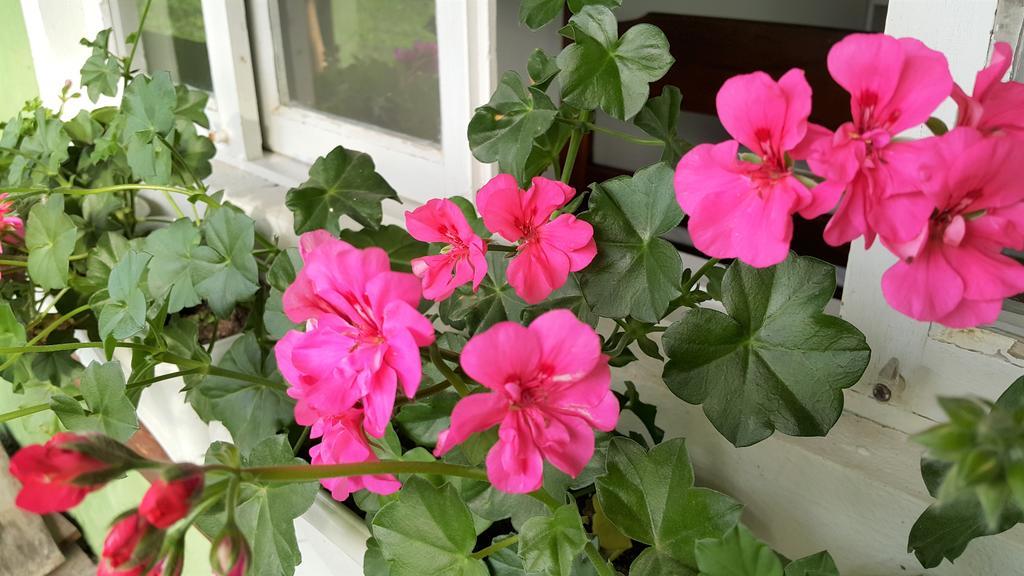 Pousada Flores De Bombinhas Zewnętrze zdjęcie